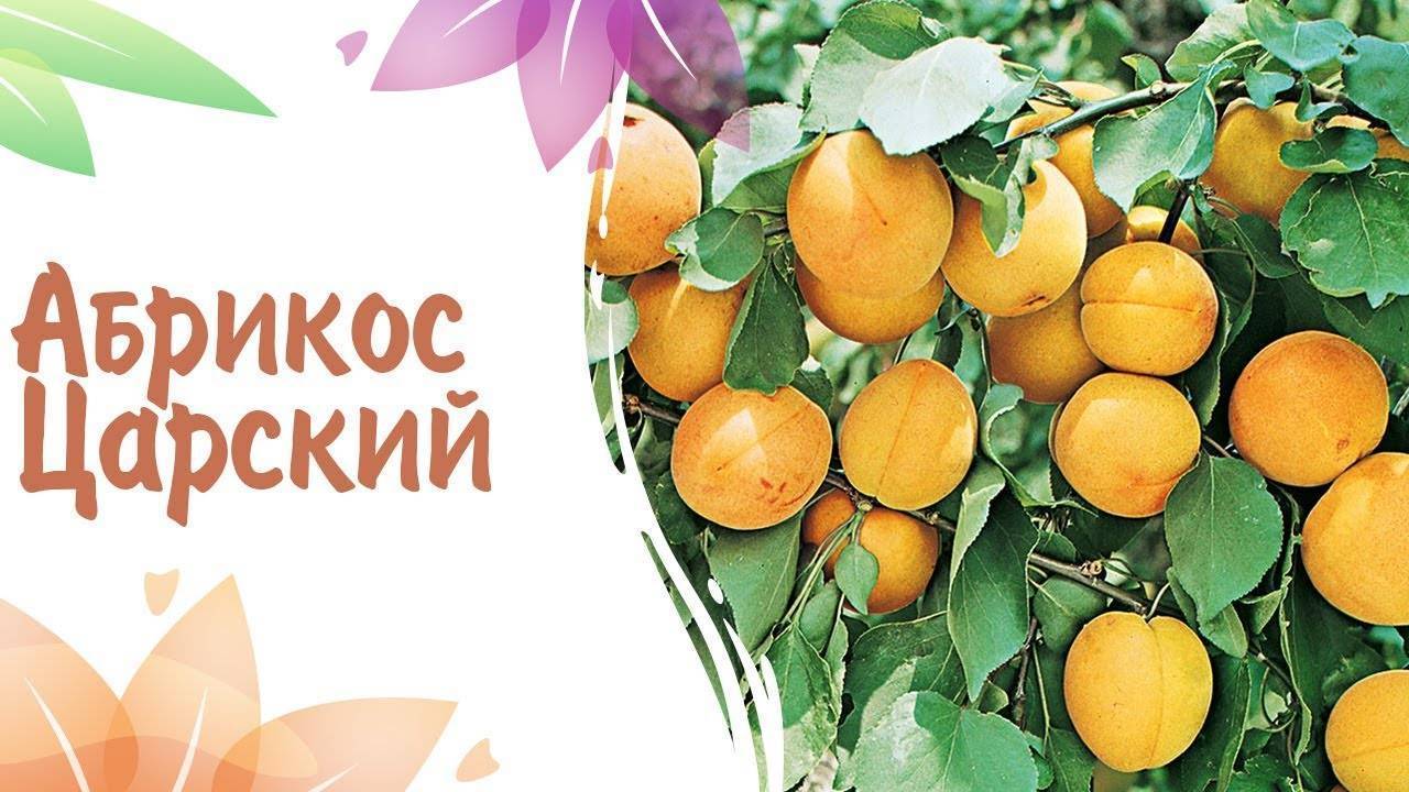 Сорт абрикоса королевский фото и описание