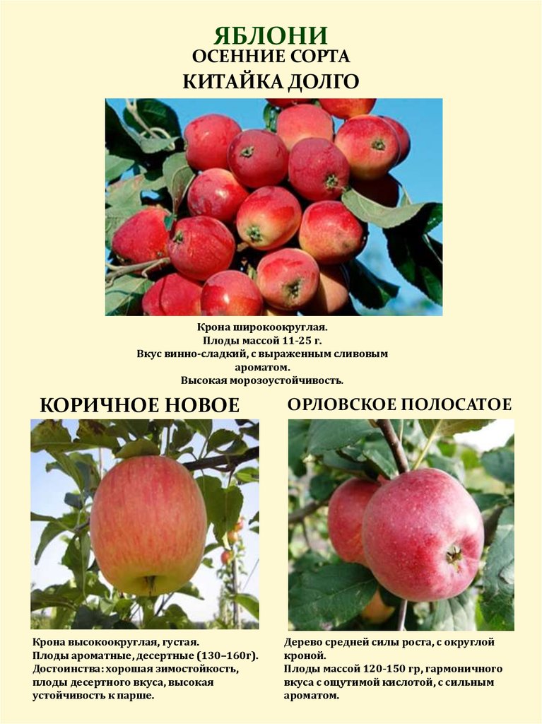 Сорт яблони красное раннее: фото, отзывы, описание, характеристики.