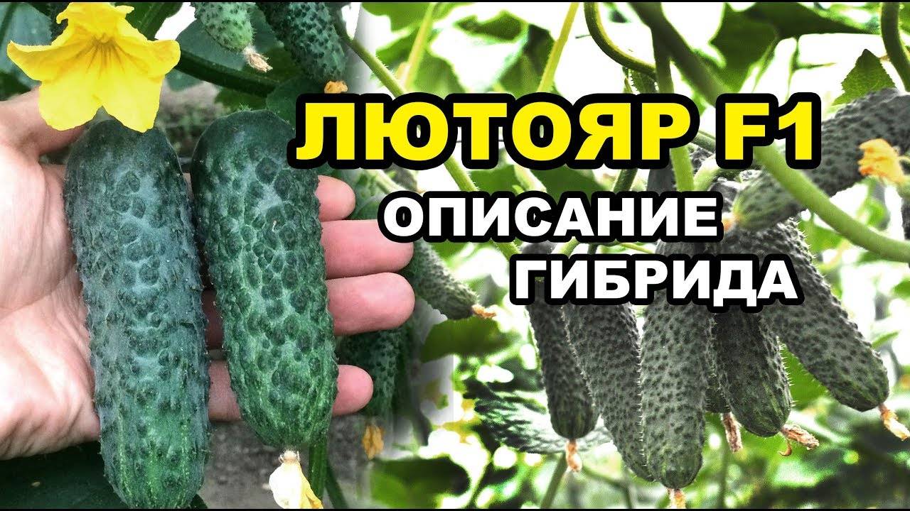 Огурец лютояр f1: описание, выращивание, уход, фото