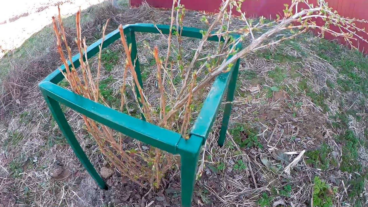 Как сделать подпорки для смородины своими руками под кусты