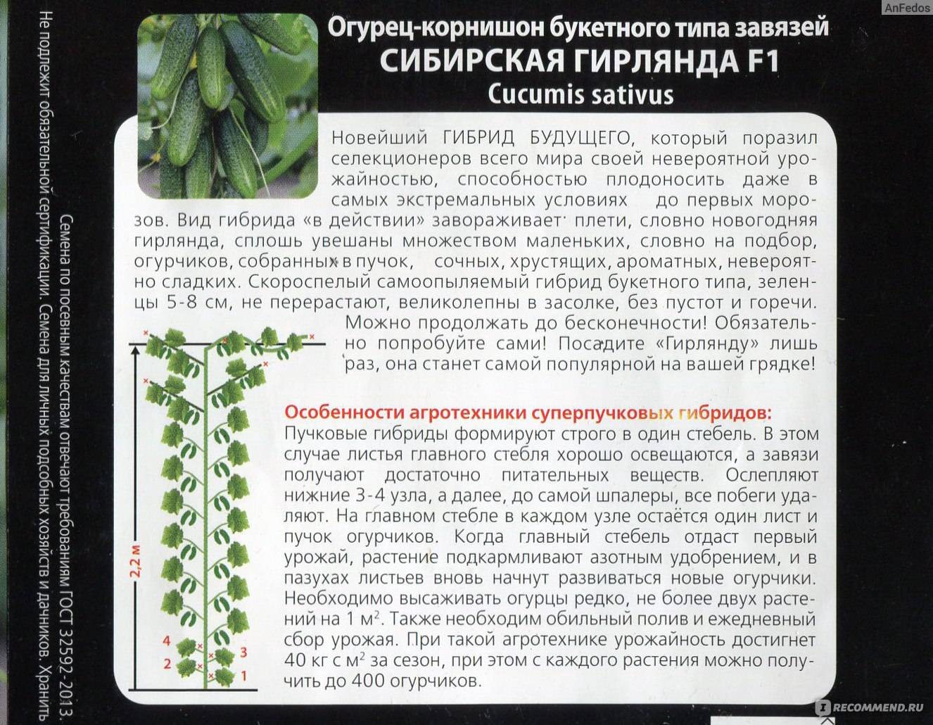 Описание сорта огурцов Сибирская гирлянда, выращивание и формирование