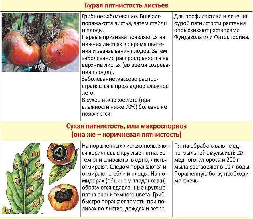 Фитофтора на помидорах - причины появления и методы борьбы