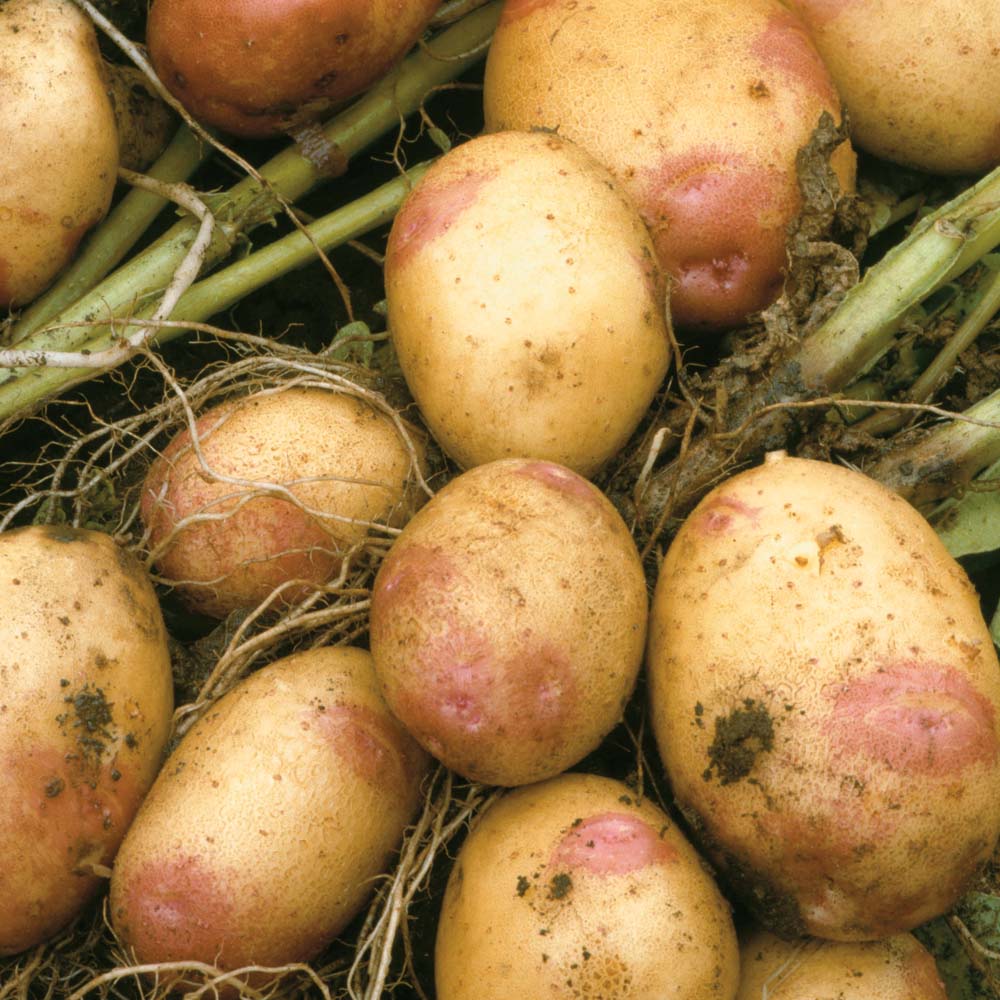 Картофель иван-да-марья и иван-да-шура: описание сортов, урожайность с фото