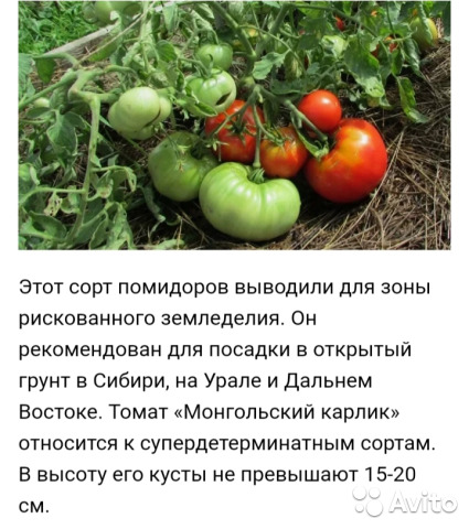 Монгол карлик томат описание и фото