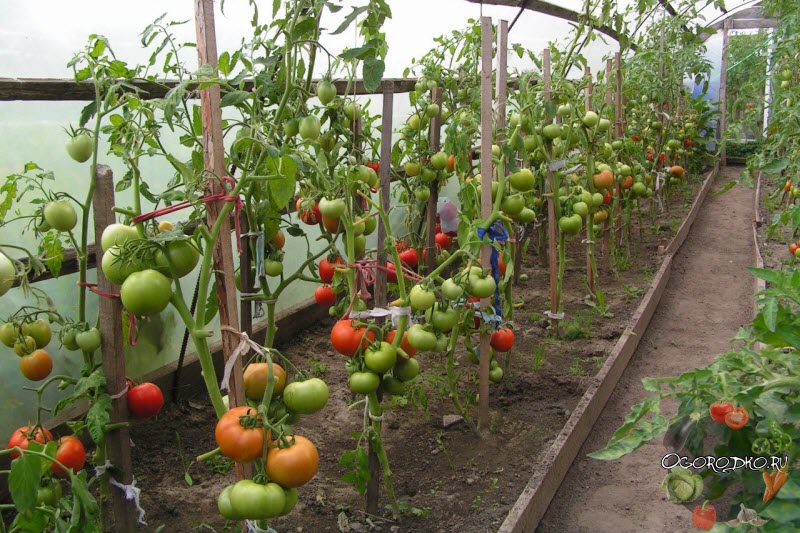 Как подвязать помидоры: лучшие способы и советы как подвязать высокорослые сорта в теплице или на открытом грунте (100 фото)