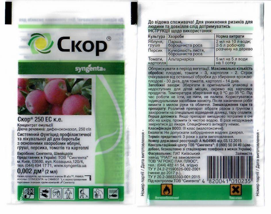 Болезнь персика курчавость листьев, в том числе как лечить и меры защиты, а также, как восстановить поврежденное растение