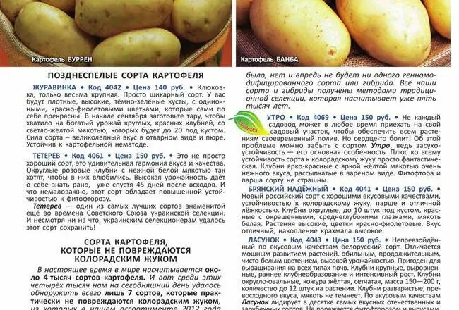 Белорусские сорта картофеля: описание, фото