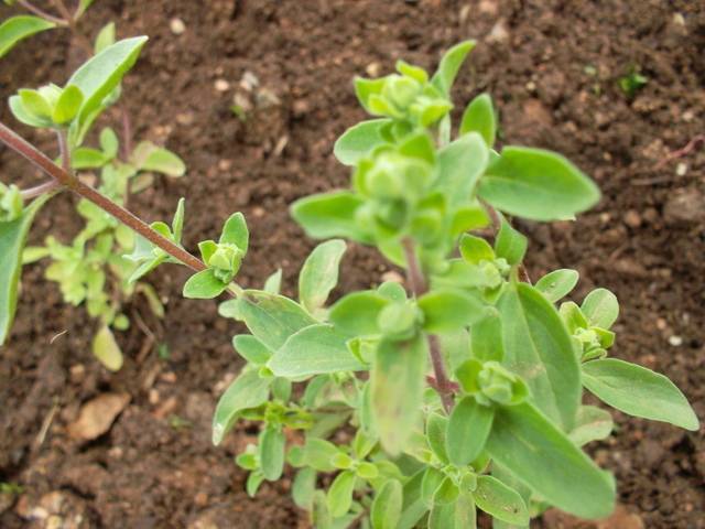 Майоран выращивание из семян: сорта, посадка и уход в открытом грунте, когда собирать и как сушить
