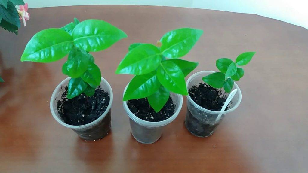Как вырастить черешню из косточки