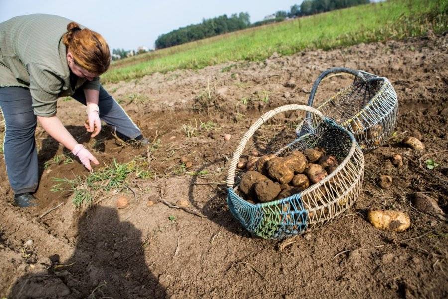 Полив картофеля: капельный способ, как провести эту процедуру для овоща в открытом грунте, а также, какие могут быть ошибки