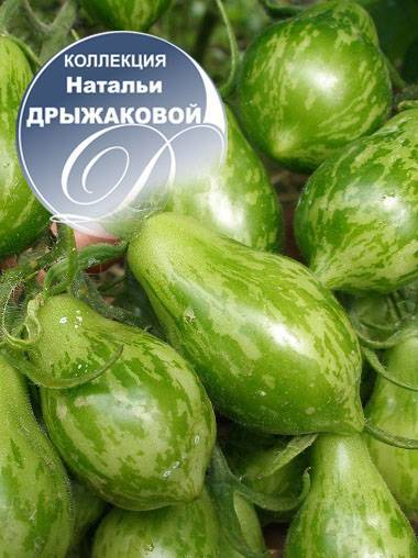 Семена томат ленинградский скороспелый: описание сорта, фото