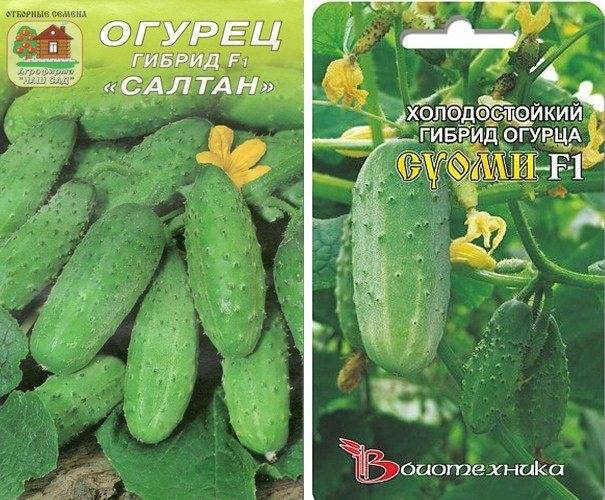 Лучшие сорта огурцов для сибири: выращиваем в теплице и открытом грунте, описание с фото и отзывами