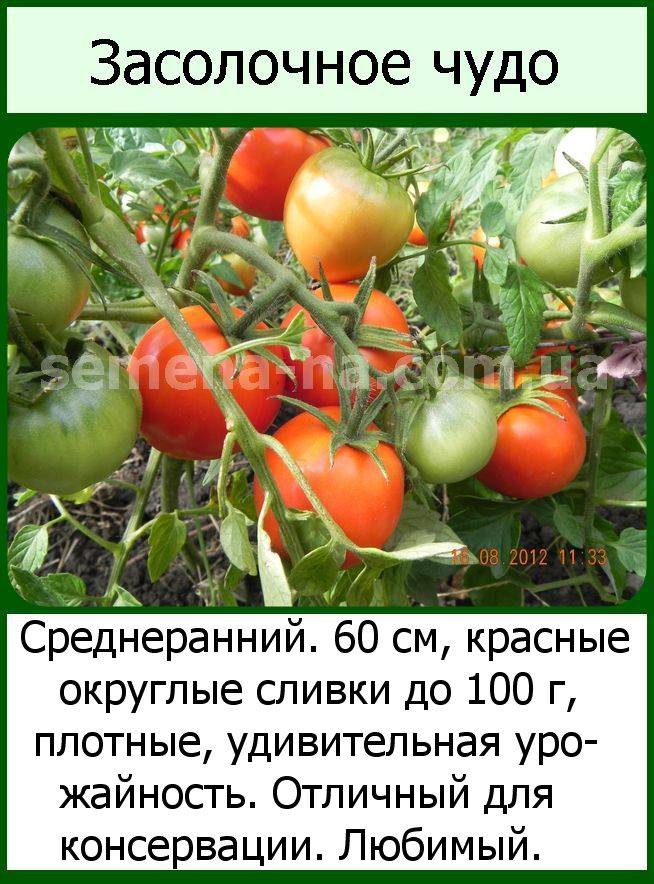Томат засолочное чудо: характеристика и описание сорта, отзывы об урожайности помидоров, фото семян сена