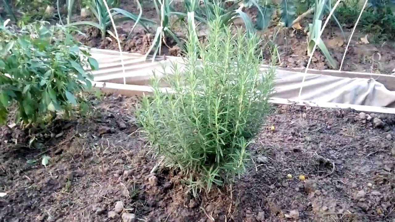 Выращивание розмарина в открытом грунте, правила ухода