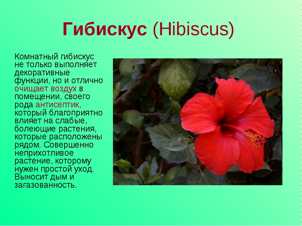 Описание цветов фото