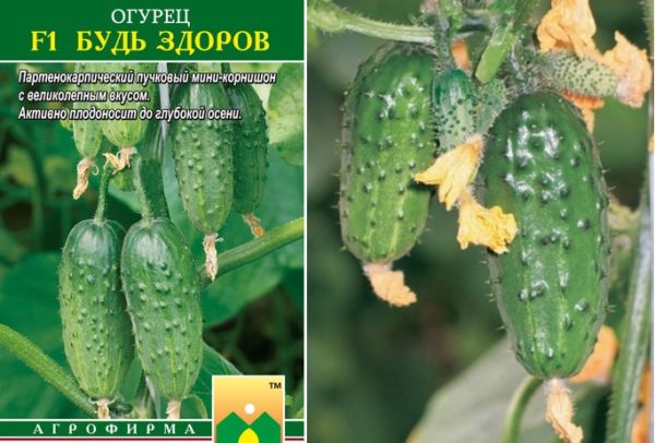 Характеристика сорта огурцов Будь здоров и способы выращивания корнишонов