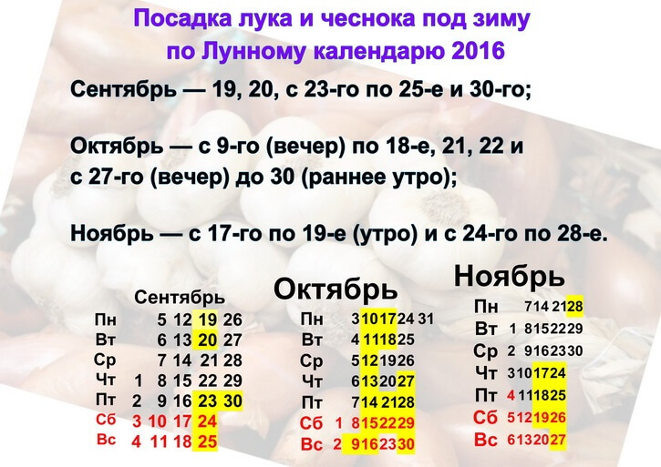 Когда убирать озимый чеснок: от чего зависят сроки, время по лунному календарю