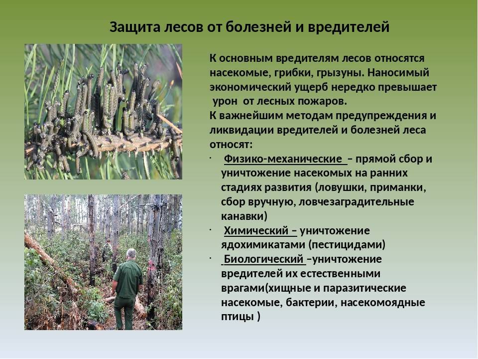 Защита растений от вредителей и болезней презентация