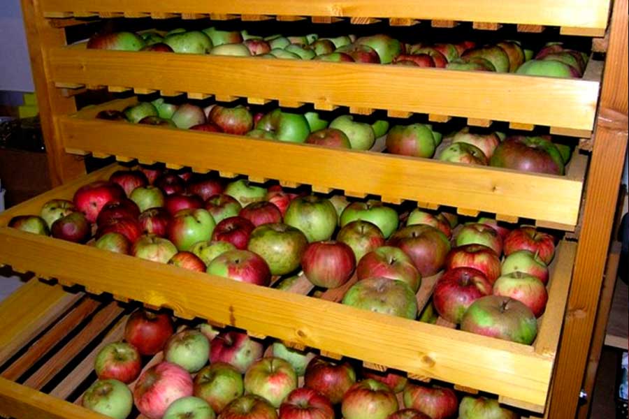 Как сохранить яблоки до весны. яблоки: как правильно собирать и хранить