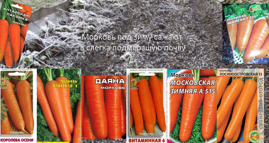 Посадка моркови под зиму – сроки, выбор сорта, полная технология