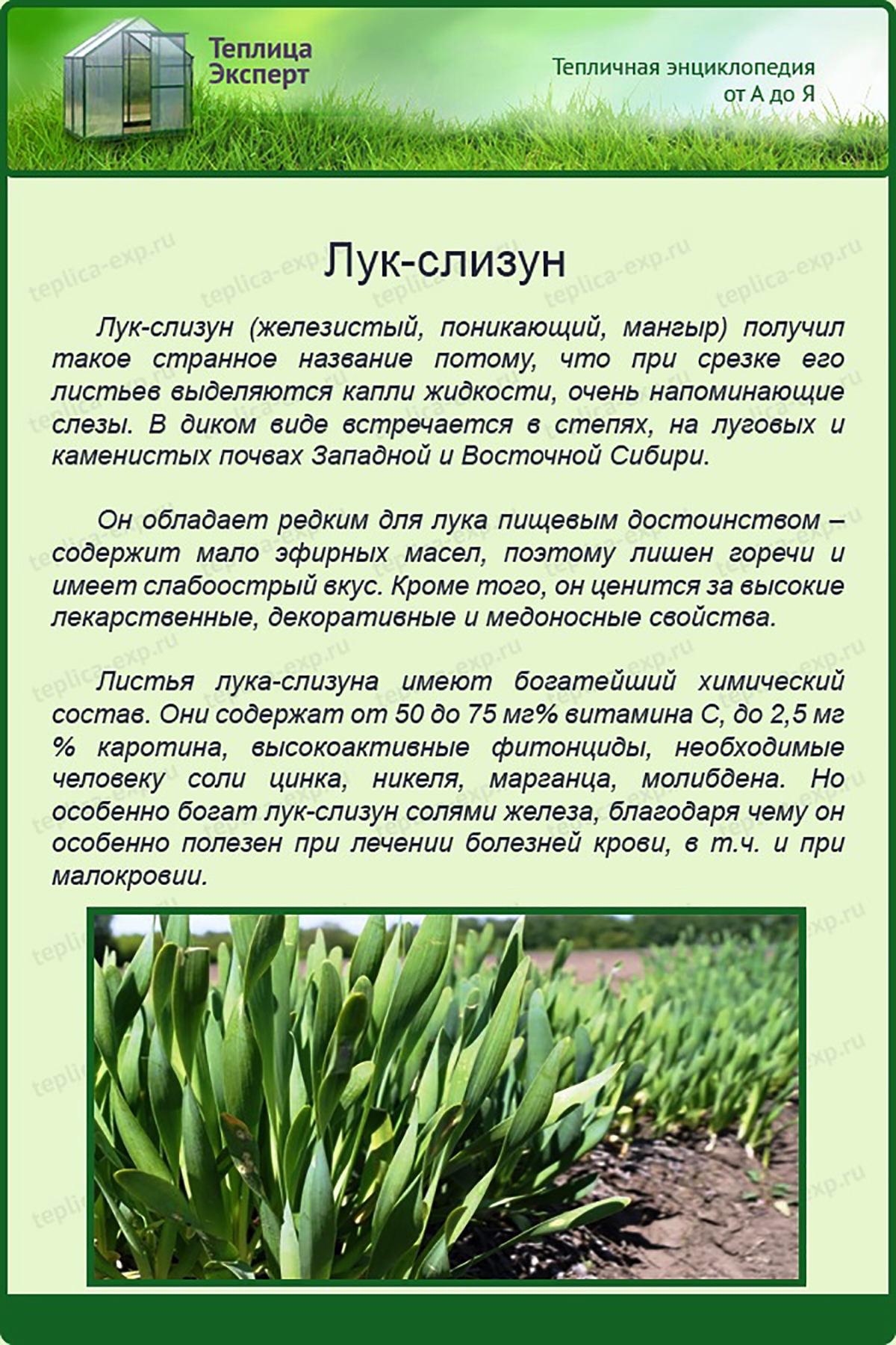 Агротехнические секреты выращивания лука-слизуна