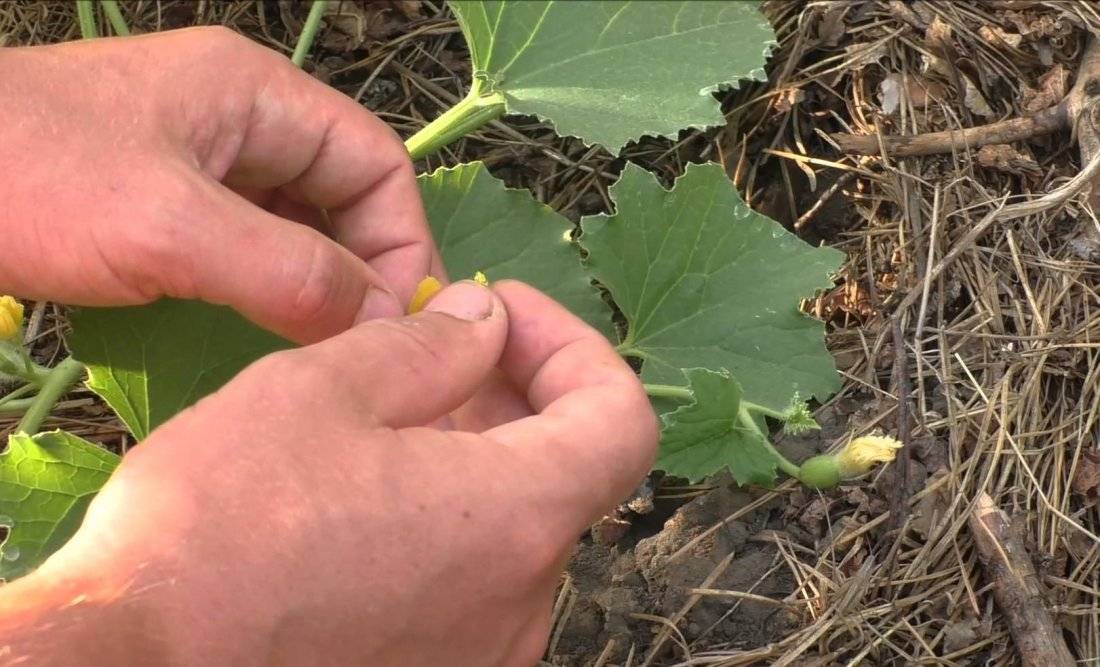 Почему не завязывается тыква: как исправить и что делать, опыление вручную с видео