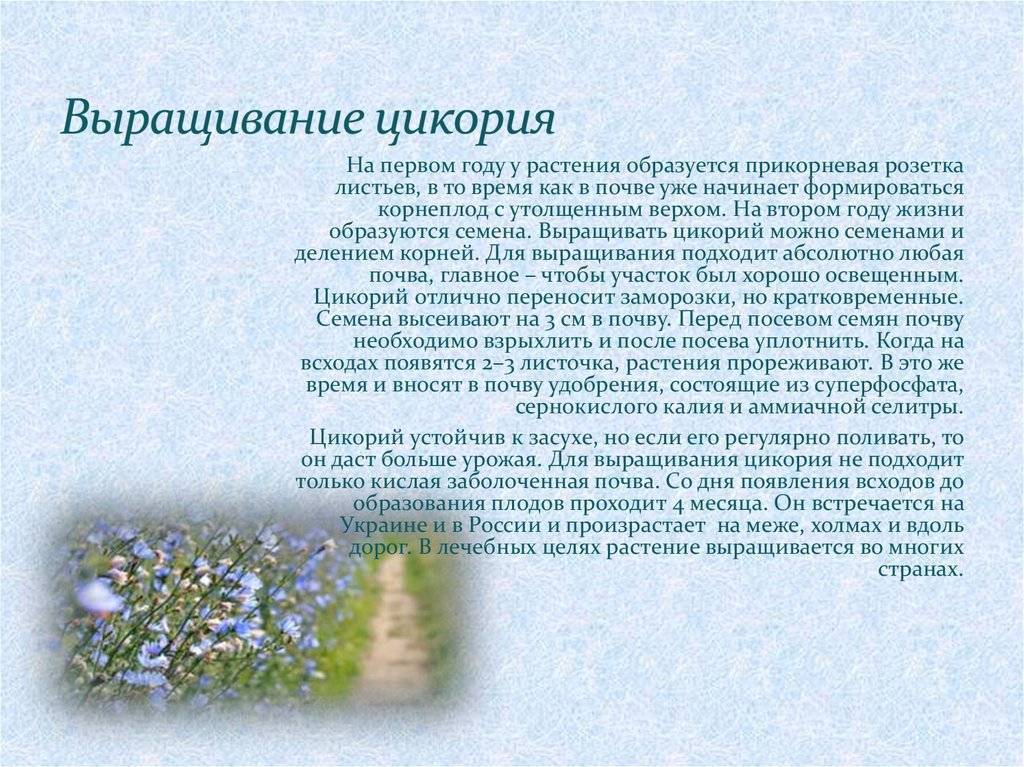 Цинерария: фото, выращивание из семян, посадка и уход