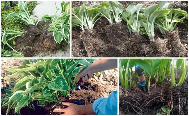 Пересадка хосты осенью на другое место