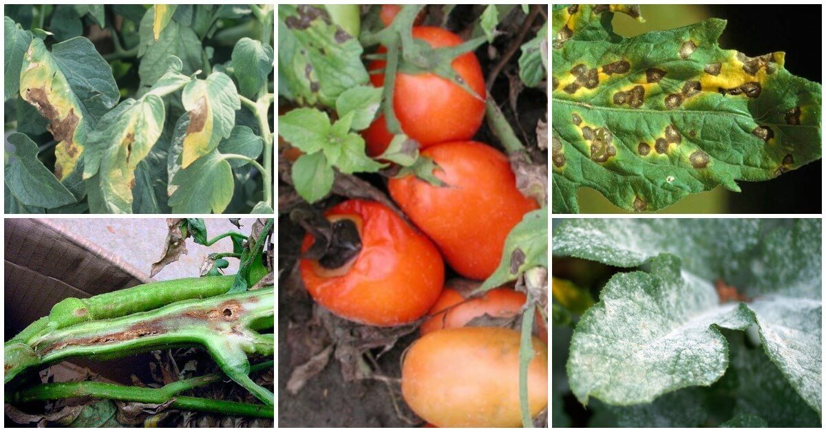 Альтернариоз томатов: фото, описание и лечение