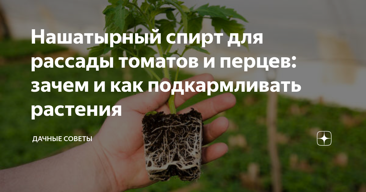 Подкормка рассады томатов и перца нашатырным спиртом: плюсы и минусы удобрения для выращивания помидор и других овощей в огороде