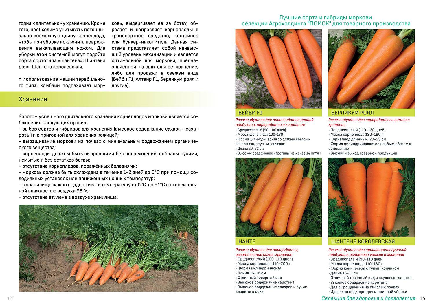 Морковь под зиму: когда сажать, какие сорта лучше сеять на урале, в сибири, подмосковье