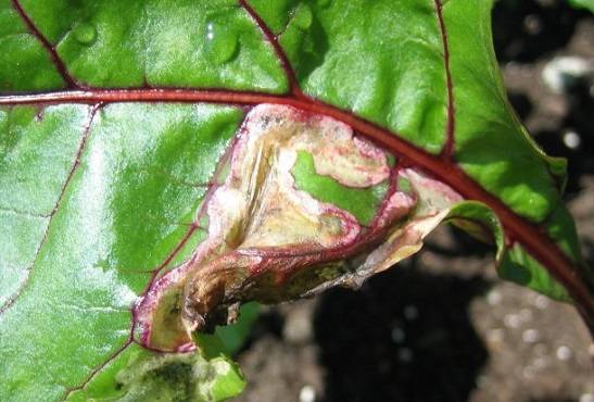 Зональная пятнистость или фомоз листьев свеклы - заболевания | нпц «фармбиомед»