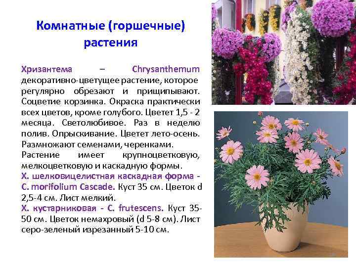 Причины отсутствия цветения у хризантем