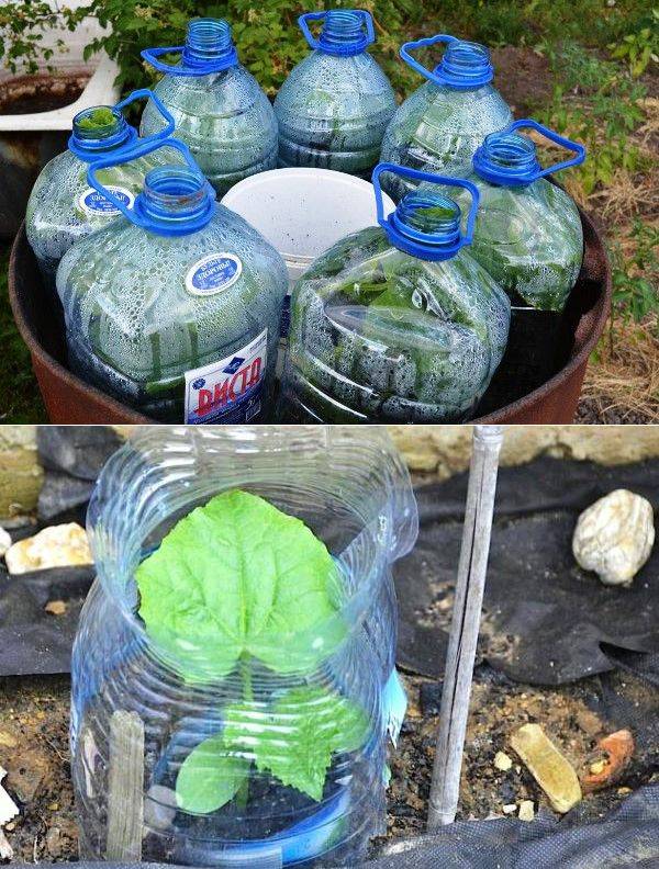 Выращивание огурцов в пластиковых 5 литровых бутылках: особенности посадки и ухода