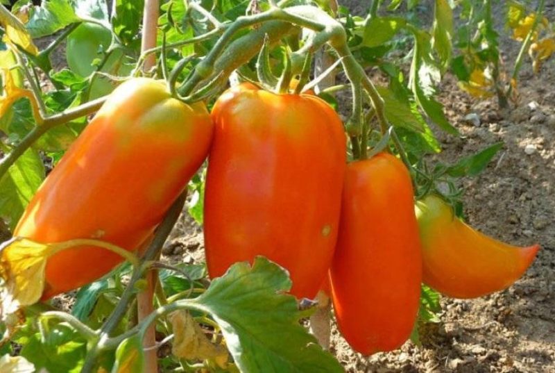 Томат корнабель f1: характеристика и описание сорта, фото, отзывы. томаты корнабель f1: секреты выращивания