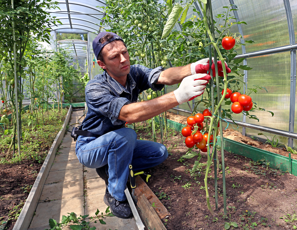 Выращивание помидоров в теплице из поликарбоната: агротехника, секреты