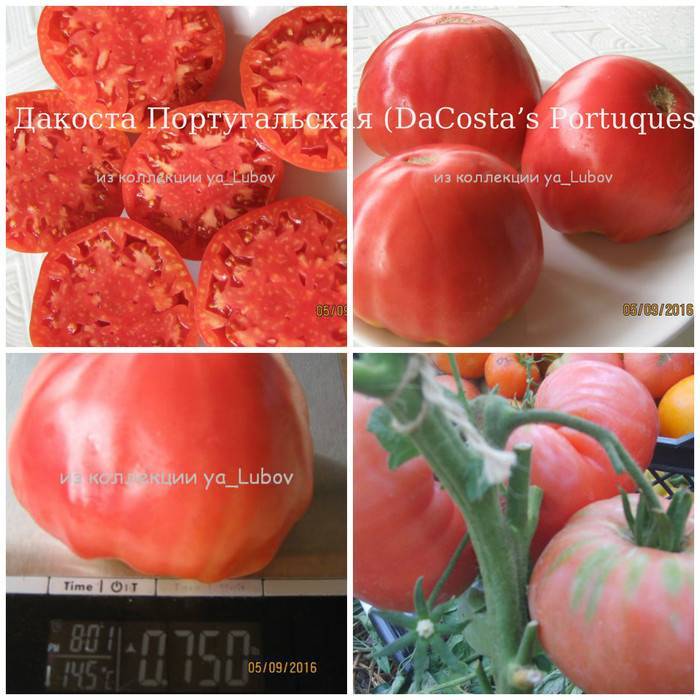 Португальский помидор дакоста: фото и отзывы тех, кто пробовал его выращивать, достоинства и недостатки сорта