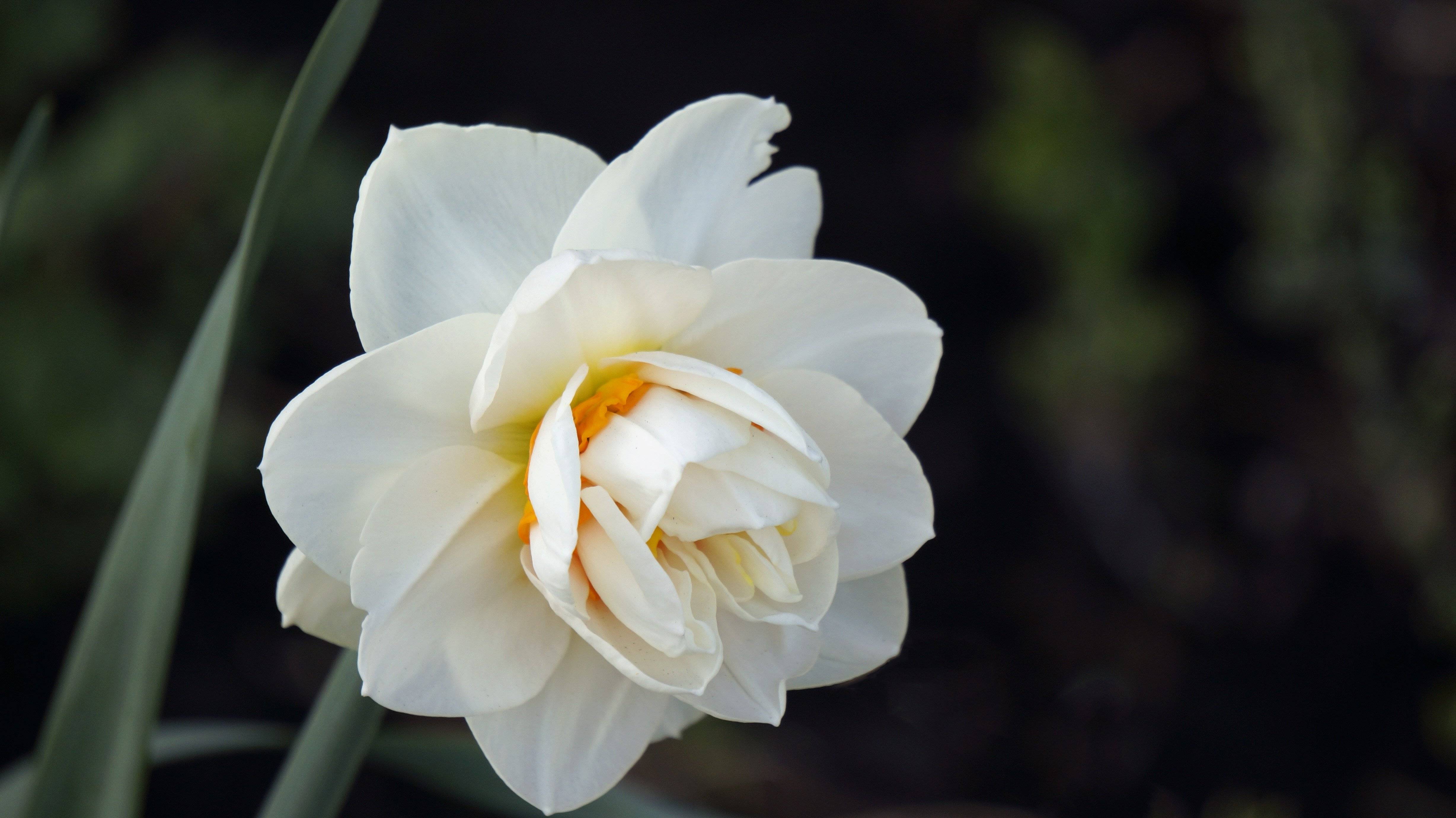 Нарцисс акита фото и описание сорта
