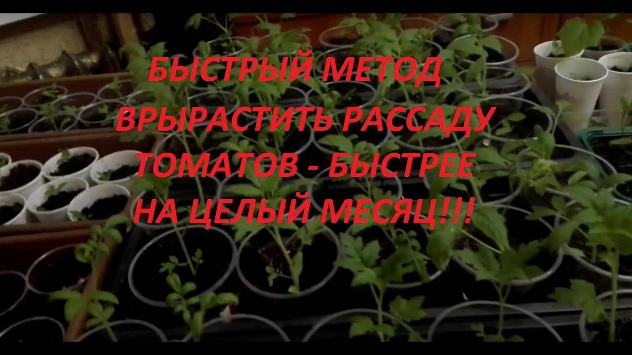 Выращиваем рассаду томатов китайским методом и получаем отличный результат — фазенда