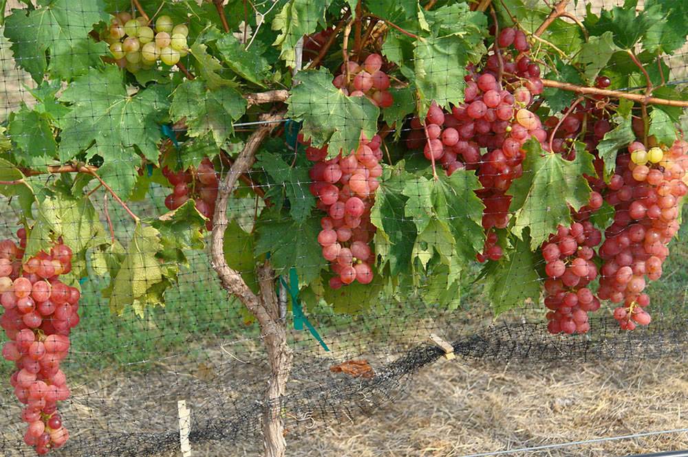 Виноград виктория: описание сорта, посадка и уход, болезни, отзывы