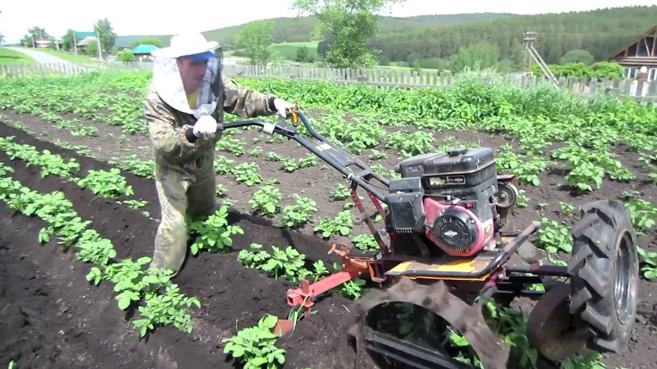 Посадка картофеля мотоблоком с окучником двухрядным, видео — как сажать картошку мотоблоком под окучник — про огород