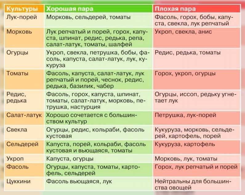 Брюква: посадка и уход в открытом грунте, выращивание из семян, уборка, хранение, фото