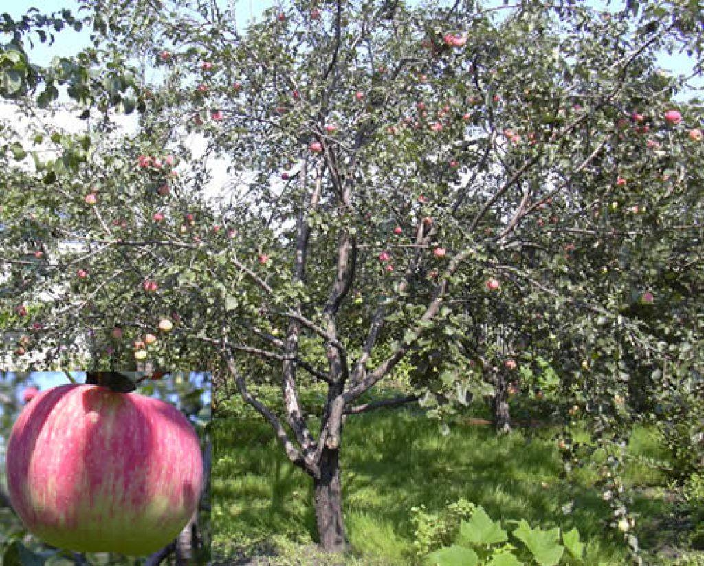 Яблоня яблочный спас: описание сорта и его фото, особенности и характеристики, тонкости выращивания selo.guru — интернет портал о сельском хозяйстве