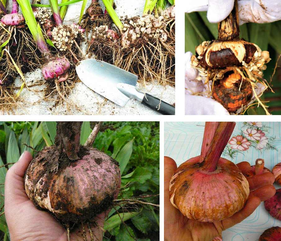 Когда и как выкапывать луковицы гладиолуса осенью: в подмосковье, в сибири, на урале
