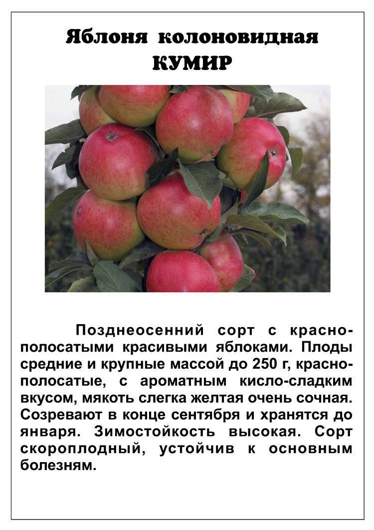 Яблоня солнышко: описание сорта, посадка и уход, размножение, отзывы с фото
