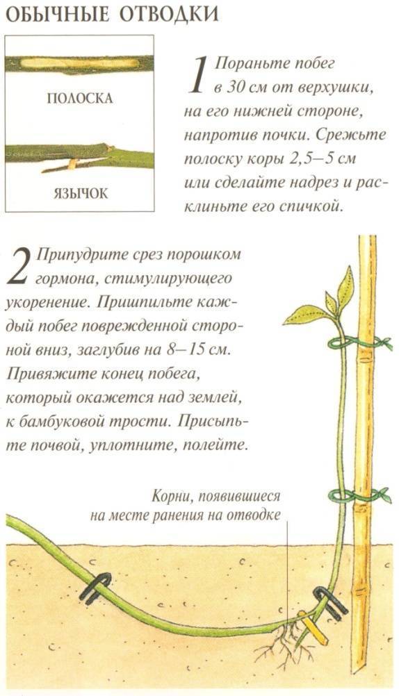Фундук: выращивание и уход в открытом грунте