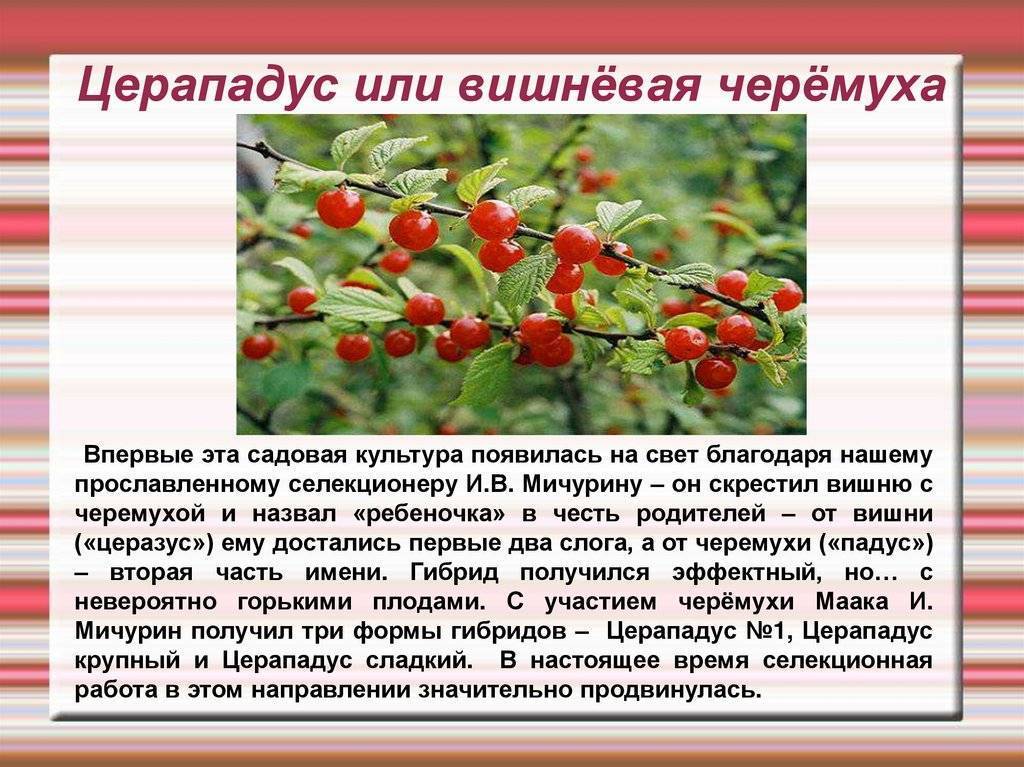 Описание и выращивание гибрида вишни и черемухи, сорта церападуса