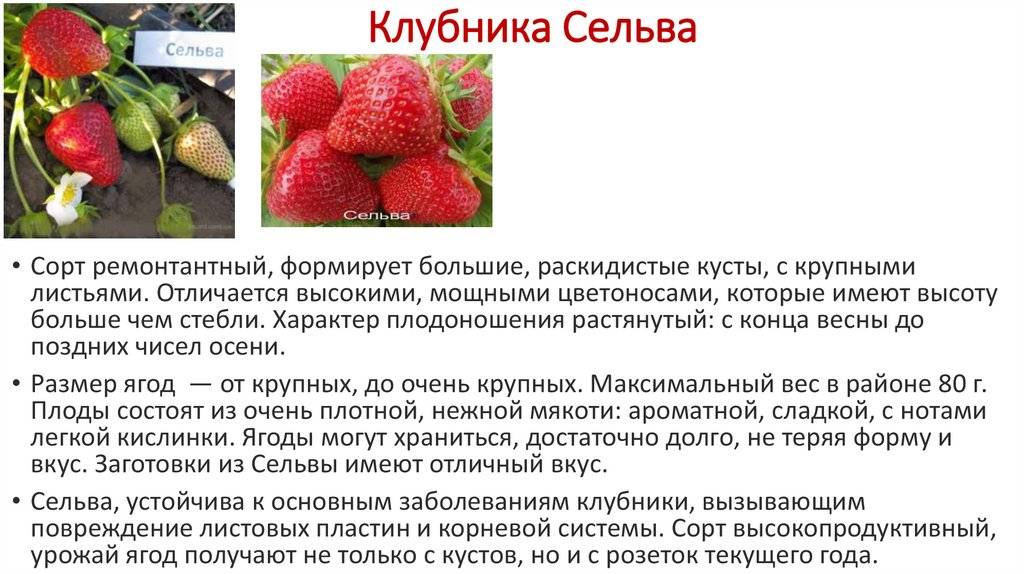 Клубника сирия: описание крупноплодного сорта с отличными вкусовыми качествами, отзывы, фото, особенности выращивания, посадка и уход