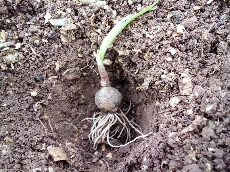Выращиваем чеснок из бульбочек. фото — ботаничка