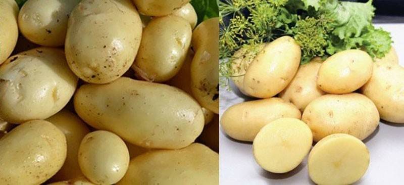 Картофель импала: описание сорта и характеристика с фото
